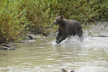 brown bear in water