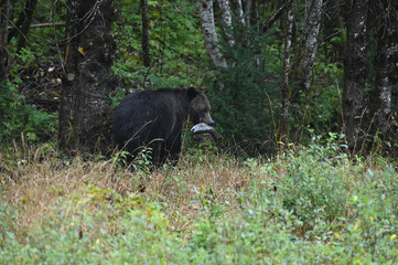 black bear in the forest