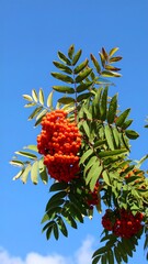 Vibrant rowan berries against a clear sky