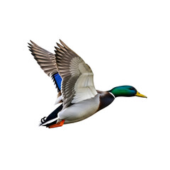 Obraz premium Mallard Duck Soars Through Air with Grace, Transparent Background Image; Avian Flight Dynamics in Nature