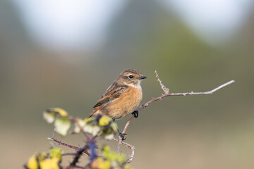 Female European Stonechat (Saxicola rubicola), common in coastal scrub and heathland across Europe