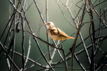 Small brown bird (Troglodytes musculus) perched on a network of thin, leafless branches, displaying its delicate plumage and alert posture against a softly blurred natural background.
