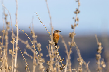 Female European Stonechat (Saxicola rubicola), common in coastal scrub and heathland across Europe