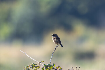 Female European Stonechat (Saxicola rubicola), common in coastal scrub and heathland across Europe