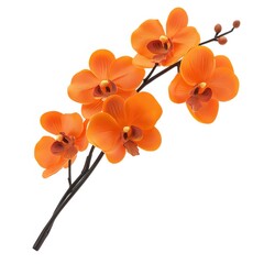 オレンジ色のランの花が白い背景に咲いています 鮮やかな熱帯植物の詳細