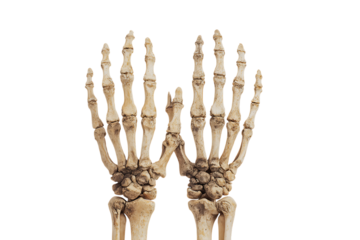 asparagus isolated on white background