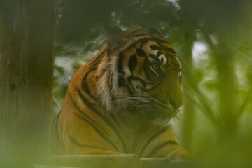 Tiger in the forest
