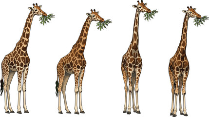 Beautiful giraffe illustration set, cartoon giraffe artwork, tall animal vector, African wildlife drawing, giraffe eating leaves design, safari jungle clipart © Siam Creatives