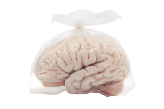 human brain isolated on white