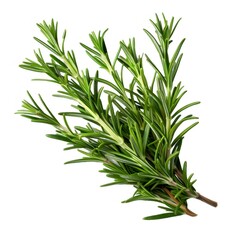 Fototapeta premium フレッシュなローズマリーの枝が白背景に映える鮮やかな緑色
