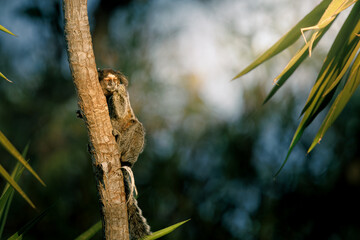 Common marmoset (Callithrix jacchus) perched on a tree branch in the forest, surrounded by leaves and natural sunlight