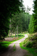 Curved forest path with stacked logs along the trail, surrounded by lush green trees and peaceful woodland atmosphere. © Dieter