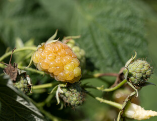A ripe raspberry is on a leaf