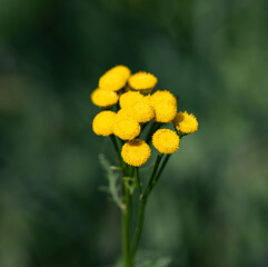 A bunch of yellow flowers with a green background