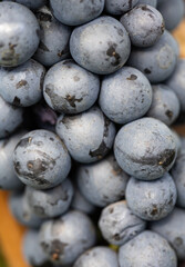 A bunch of grapes with a few black spots