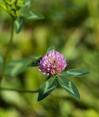 A small pink flower with green leaves