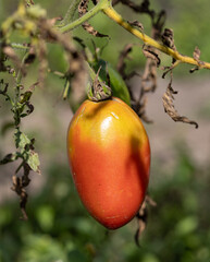 A ripe tomato hanging from a plant