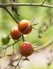 Three ripe tomatoes are hanging from a tree