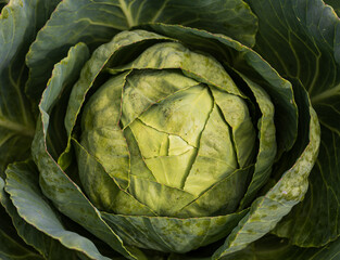 A large green cabbage head