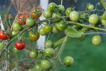 Cherry Tomatoes Ripening on the Vine: A Transition from Green to Red