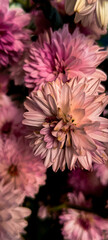 cinematic look of pink flower bunch