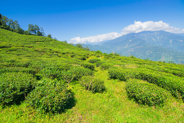 Temi tea garden of Ravangla, Sikkim, beautiful vast tea plantation on gradually sloping field with...