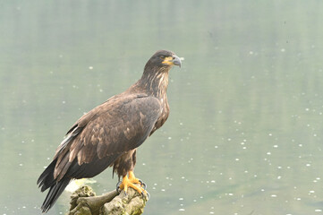 young eagle