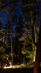 Forest scene at night