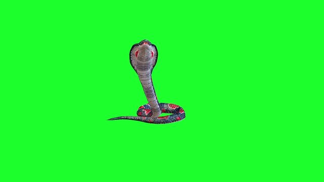Snake Attacking Idle Green Screen Video
