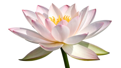 A lotus flower cut out isolated on white background PNG. AI GENERATED.
