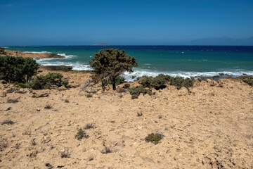 Gavdos island, Greece. Juniper mediterranean shrub on the rocky coast and turquoise waves, sunny summer day