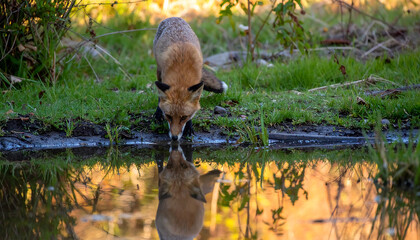 Fox drinking water outdoors