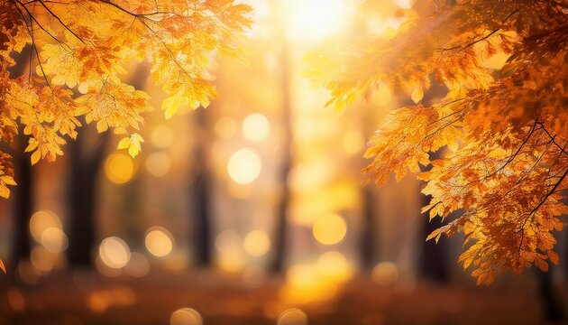 blur light overlay lens flare rays defocused glare old film flash leak bokeh golden orange color bokeh of light filtering through trees yellow or golden foliage sun rays blurred defocused image