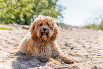 Curly brown goldendoodle or kawapoo dog on the beach at the bay of the sea in summer.