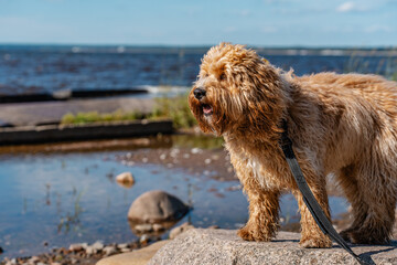 Curly brown goldendoodle or kawapoo dog on the beach at the bay of the sea in summer.