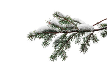 Snowy pine branch against black background