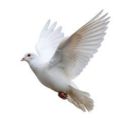 Obraz premium White Dove Soars Gracefully, Wings Spread Wide, on Transparent Background. Avian Beauty, Nature's Peace.