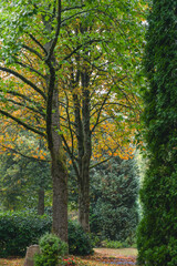 Regen am Morgen im Park mit Linde und Kastanie Laubfärbung