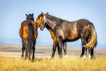 Wild Mustang Horses Herd on the Plains of Montana