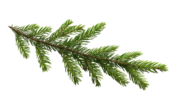 Close-up of a fir branch - Powered by Adobe