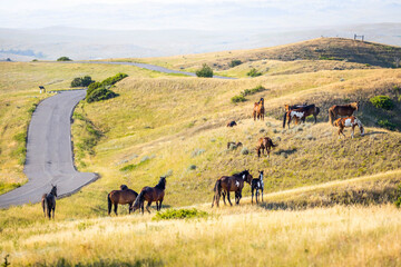 Little Bighorn Battlefield Landscape with Wild Mustang Horses Herd