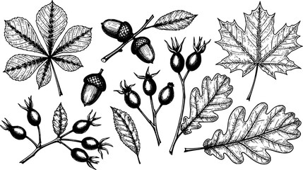 Autumn leaves sketch. Hand drawn fall foliage of chestnut, maple and oak. Botanical herbarium collection. Acorns and rosehip berry. Natural engraving elements set. Vector isolated plants