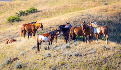 Wild Mustang Horses Herd on the Plains of Montana