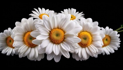 Obraz premium flower garland isolated clipart a delicate arrangement of white daisies on a black background