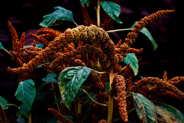 Brown Amarath flowers on green garden plants outdoors