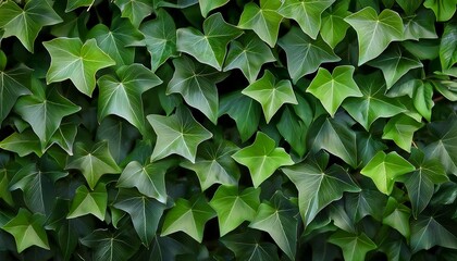 Obraz premium a lush cluster of green ivy leaves featuring detailed textures and vibrant colors perfect for nature themed projects or design backgrounds