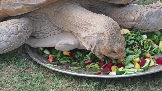 My tortoise eating vegetables closeup