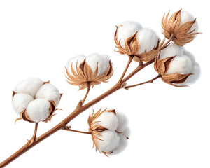 Cotton branch with multiple fluffy white bolls isolated on white background. Natural fiber plant symbolizing purity, softness, and sustainability. Perfect for textile, organic, and eco design.
