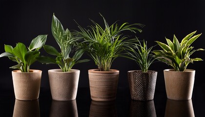 Fototapeta premium five small plants in textured pots on black background