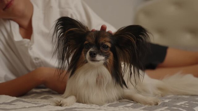 Cheerful Papillon dog relaxes and smiles while receiving gentle pets from its owner showcasing joyful moment of connection and affection in cozy indoor setting.